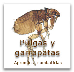 Pulgas y Garrapatas